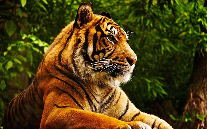 hình nền điện thoại đẹp con hổ Tiger images Tiger wallpaper Tiger wallpaper iphone